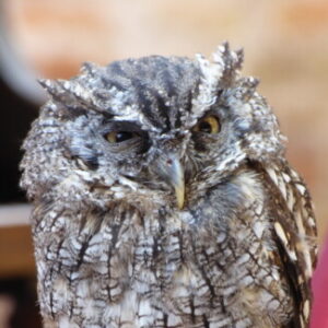 zorkacs adatlap képe